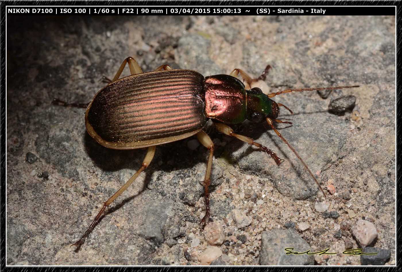 Chlaenius velutinus auricollis